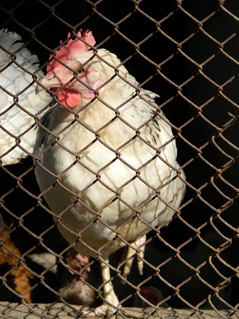 靴奖争夺战 靴奖争夺战